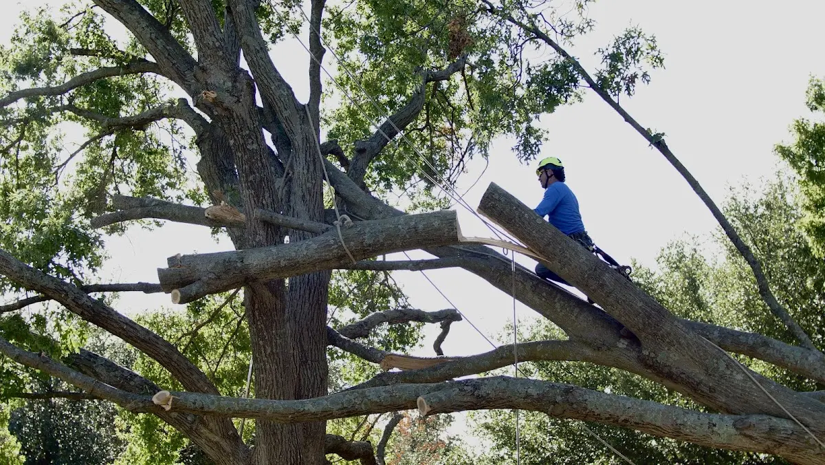 Professional Crown Thinning performed by certified arborists in South Beach